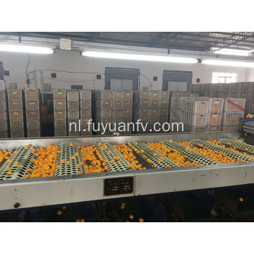 Hot Selling in Bangladesh Markt Baby Mandarin